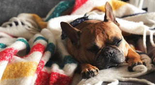 Keeping Your Pup Entertained!