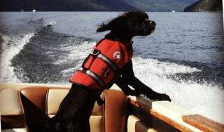 Summer Fun! Tips On Getting Your Pup To Swim