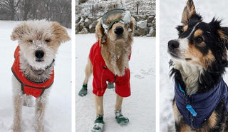 Winter Weather Guide
