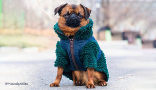 How to Take Picture Paw-fect Photos of Your Pup!