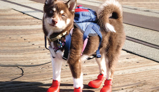 Spring Activities To Do With Your Pup This May