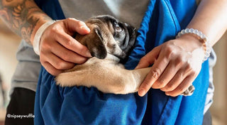 Happy National Dog Appreciation Day!