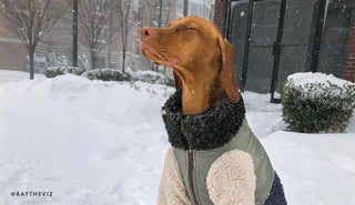 Winter Snowstorm Necessities