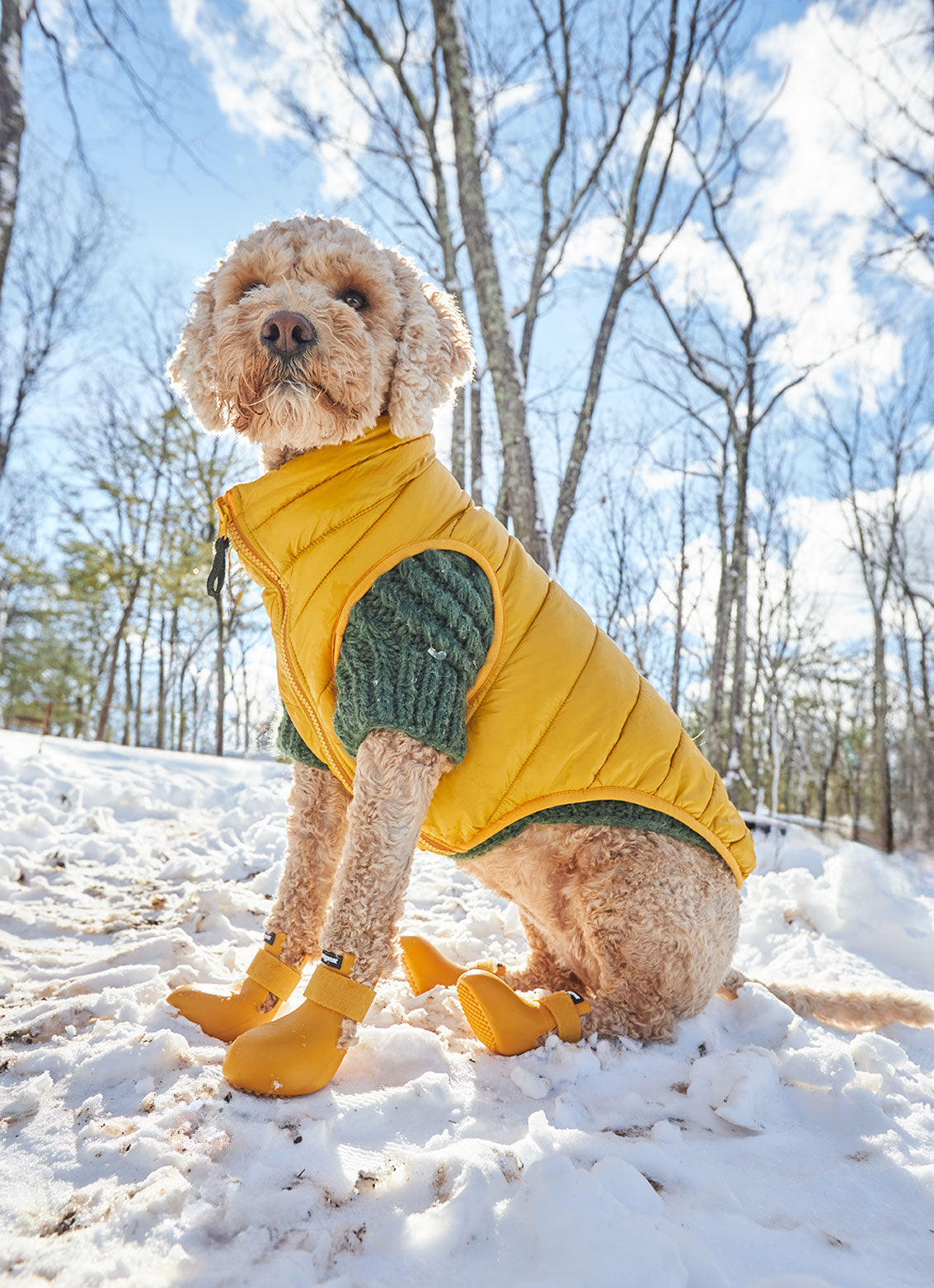 Dog wearing a yellow puffer vest, green sweater and yellow dog boots standing on a snowy ground with trees in the background.