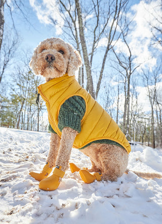 Dog wearing a yellow puffer vest, green sweater and yellow dog boots standing on a snowy ground with trees in the background.