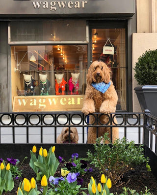 Dog wearing a blue bow tie standing in front of a store named 'wagwear' with flowers in the foreground.