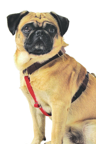Nylon Metro Harness