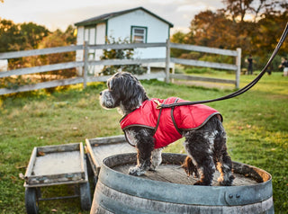 Red Quilted Vest on a small dog
