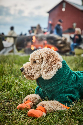 Green Monkey Fleece on a medium dog close up