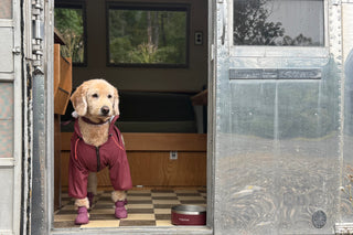 A golden doddle dog stands in the doorway of an airstream, wearing a mulberry zip-up dog jacket and matching mulberry dog booties. The dog is positioned on a checkered floor inside a cabin-like space with wood paneling and windows, with a metal door and a mulberry dog bowl in the foreground.