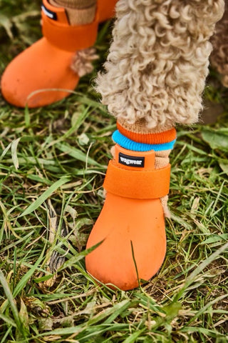 Model of dog in WagWellies and Tan Wagwarmers