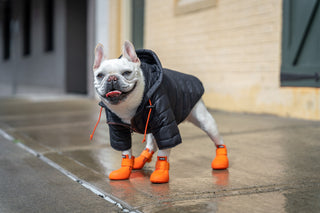 Joyful pup radiating happiness while sporting the Wagwear puffer jacket – a perfect blend of comfort and style for a cheerful and fashionable canine companion.