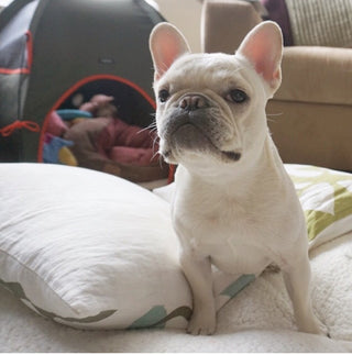 dog model with pup tent in olive